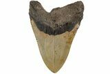 Fossil Megalodon Tooth - North Carolina #204553-1